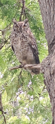 Others, Owl Cottage, Cape Winelands