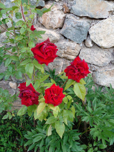Others 3, Tatev 1