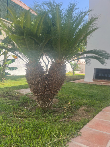Garden, Villa Espiga, Málaga