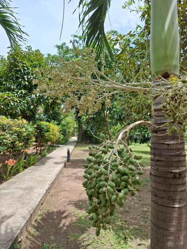 Others 5, Bang Po Garden, Ko Samui