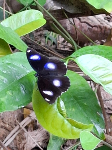 Others 4, Bang Po Garden, Ko Samui
