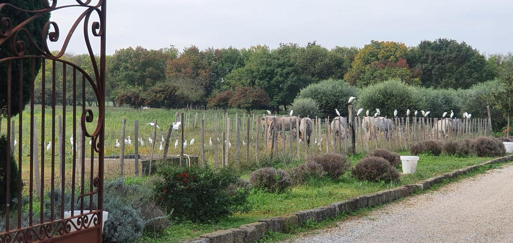 Others 3, Les bonbonnettes, Gard