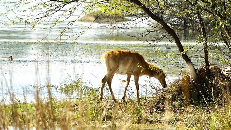 Others 4, Bird Sanctuary Sultanpur Tourist Complex, Gurgaon