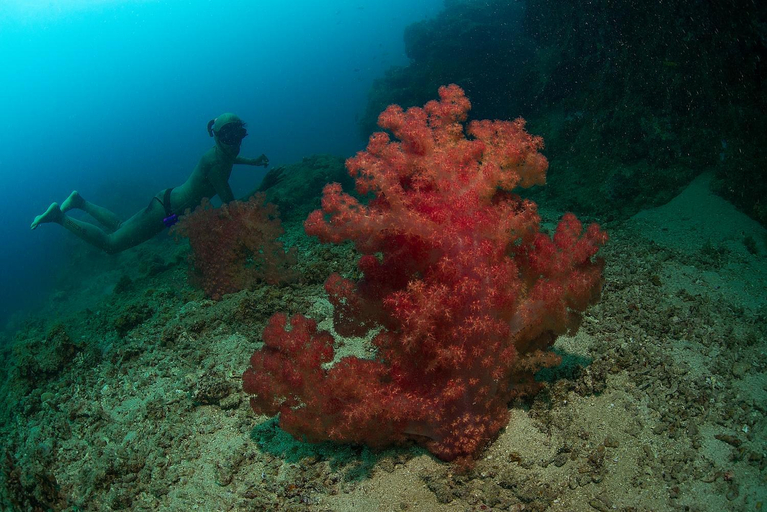 Others 2, BougainVilla Savusavu, Cakaudrove
