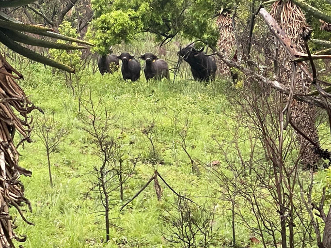 Others 2, Cowley Wildlife, Nkangala