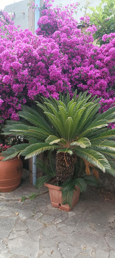 Others 5, B&B Villa Machi, Cosenza