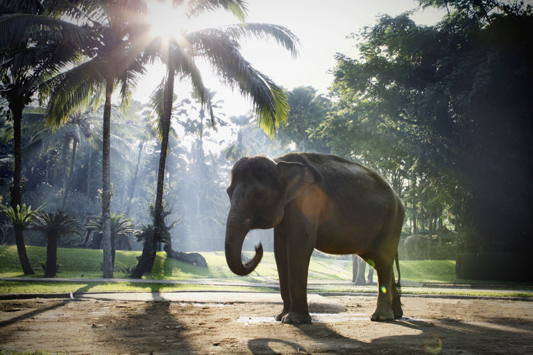 Others, Mason Elephant Lodge, Gianyar