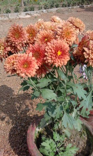 Others 4, ARANYAK Homestay, Birbhum