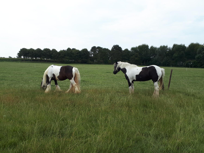 Others 5, Chalets op Minicamping Dorpszicht, Veere
