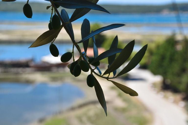 Others 3, OLIVE GARDEN & SEA Apartments, Piran