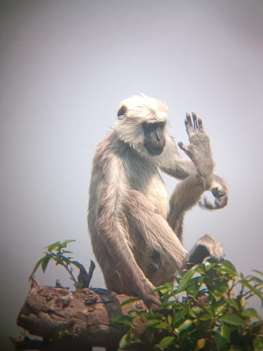 Others 5, Nanu's Bardiya Homestay, Bheri