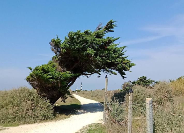 View from property 4, Holiday Home on a French Island for 5, Charente-Maritime