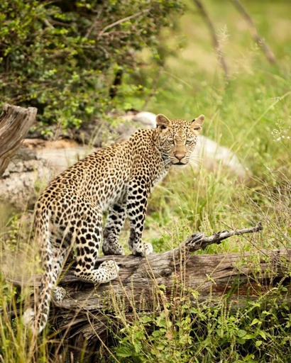 Others 5, Nje Bush Camp, Rufiji