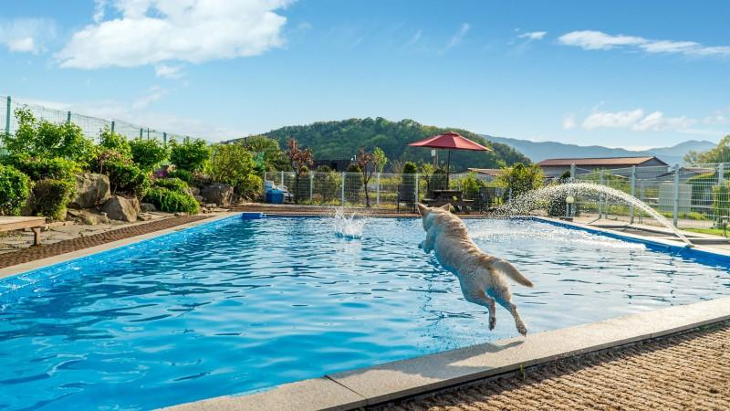 Others 1, Pocheon Bow Wow Pension, Pocheon