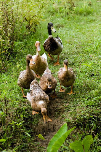 Others 4, Vanatheeram Resorts Kattikulam Tholppety Wayanad, Wayanad