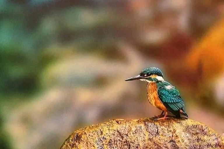 Others 5, Sigiri Birds Hostel, Dambulla