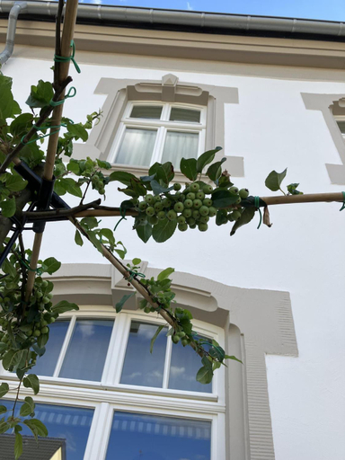 Others 3, Gastehaus Cantzheim, Trier-Saarburg