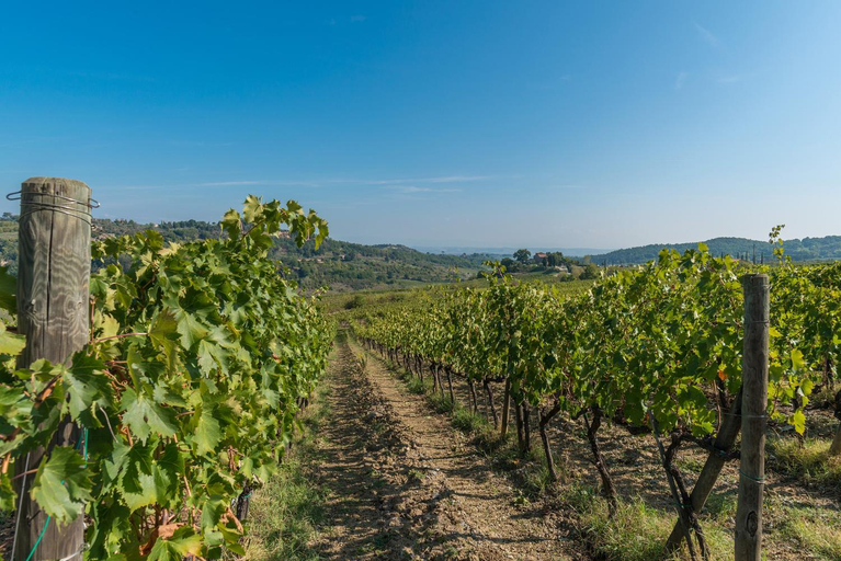 Others 3, The Grapevine by MANVI, Siena