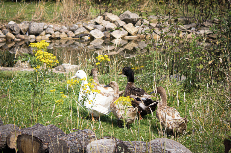 Others 5, Home Farm & Lodge, Nottinghamshire