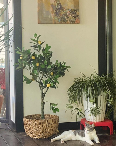 Others 3, Anmyeondo Tamarind Pension, Taean