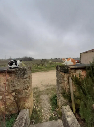 Others 5, Chambres d'hotes de charme dans un vignoble, Gironde