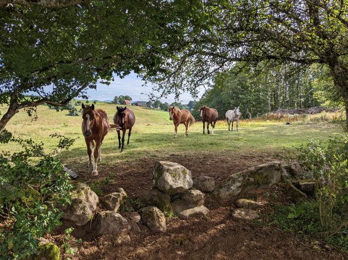 Others 3, Ferme Equestre Equi'Cantal, Cantal