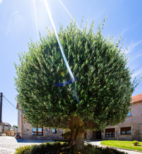 Others 4, Apartamentos Eira Do Mar Sanxenxo, Pontevedra
