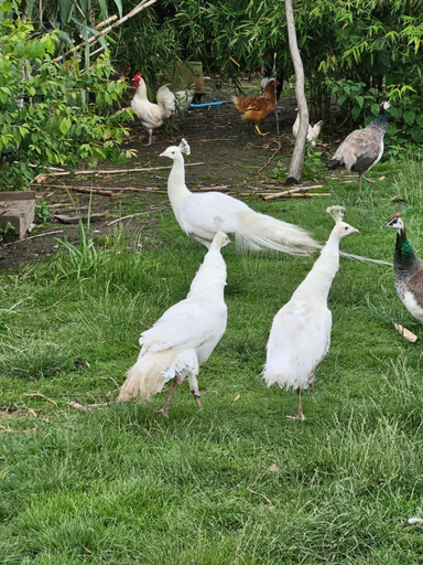 Others 3, Chambre d hotes le pigeonnier, Nord