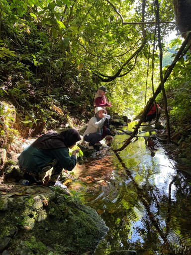 Others 5, Pongo Guest House & only jungle trekking whit us, Langkat