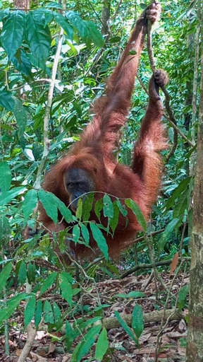 Others 4, Pongo Guest House & only jungle trekking whit us, Langkat