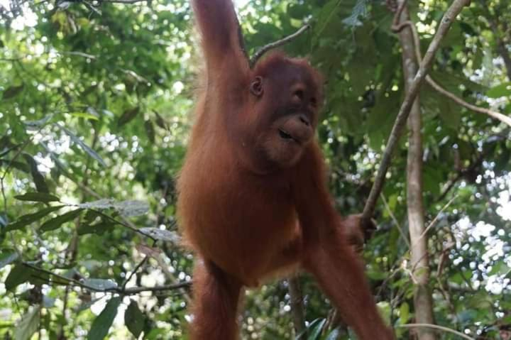 3, Pongo Guest House & jungle trekking, Langkat