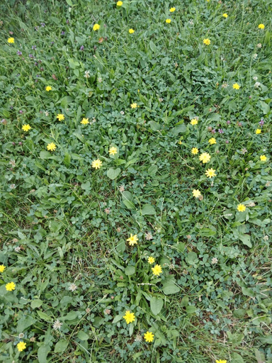 Others 5, Pensiune Colina Farm, Paulesti