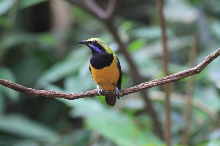 Others 3, Rangbondoi - Birdhides Included and available for birding guide, Chom Thong