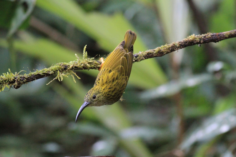 Others 4, Rangbondoi - Birdhides Included and available for birding guide, Chom Thong