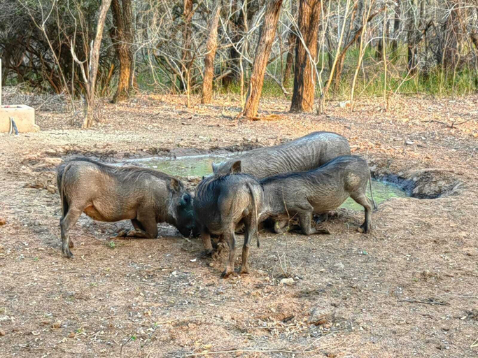 Food & Drinks, Kruger Bush Retreat, Ehlanzeni