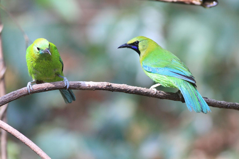 Others 5, Rangbondoi - Birdhides Included and available for birding guide, Chom Thong
