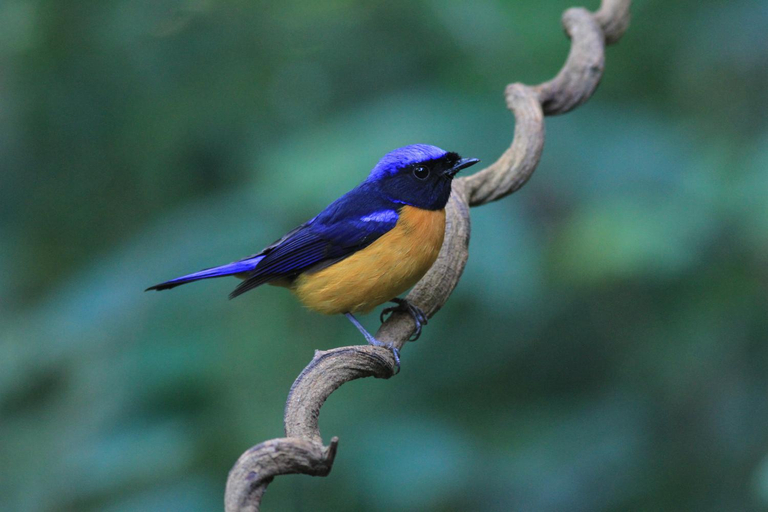 Exterior & Views 1, Rangbondoi - Birdhides Included and available for birding guide, Chom Thong