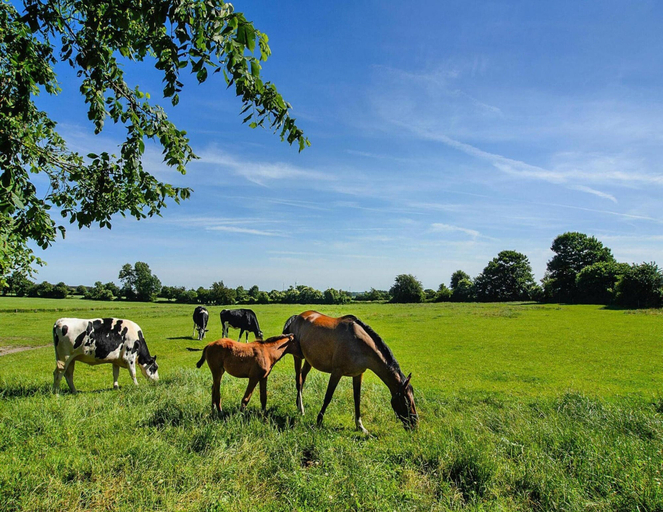 View from property, Doppelhaushaelfte Posthus, Behrendorf, Nordfriesland