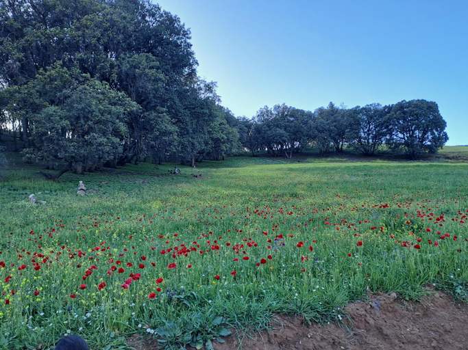 Others 5, Le Chene d´Azrou, Ifrane