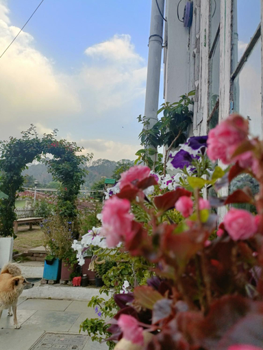 Others 5, Mohraj home stay, Nainital