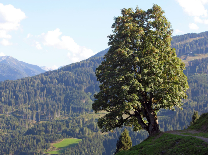 Others 5, Apartment in Wagrain at the ski Lift, Sankt Johann im Pongau