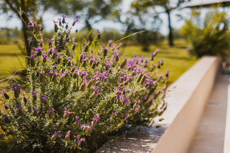 Others 5, Apartments Olea, Novigrad