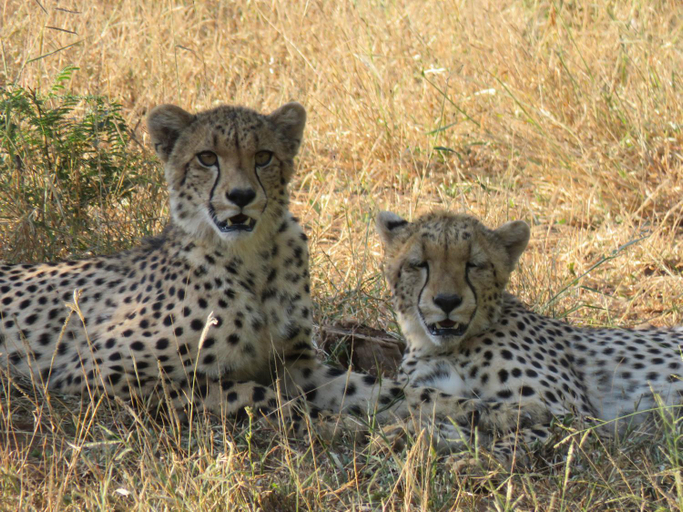 Others 5, Sable Creek Safari Lodge, Mopani