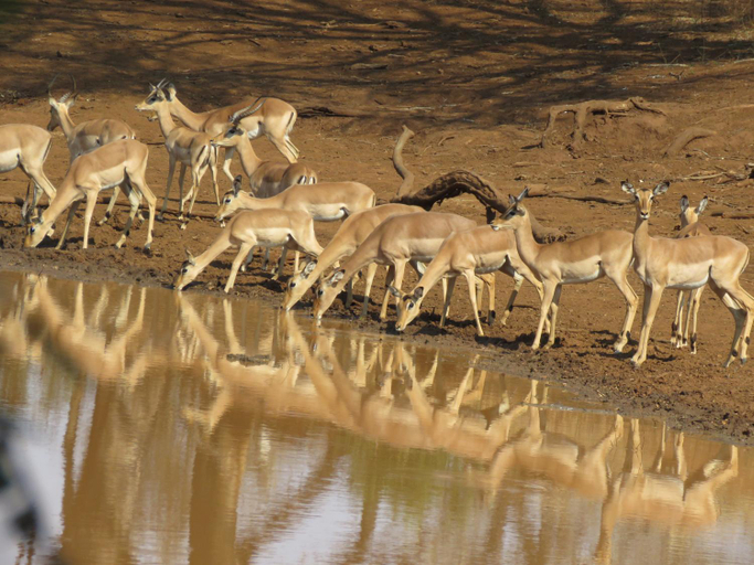 Others 2, Sable Creek Safari Lodge, Mopani