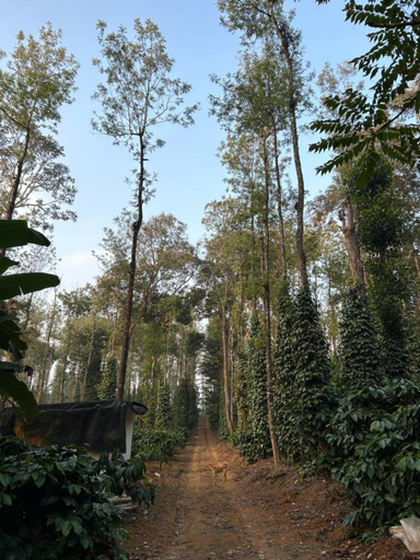 Others 3, SUNSHEE estate HOMESTAY, Kodagu