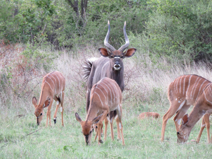 Others 4, Sable Creek Safari Lodge, Mopani