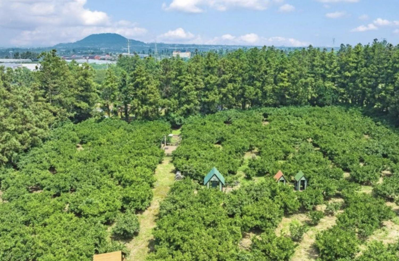 3, Spabellis, Jeju