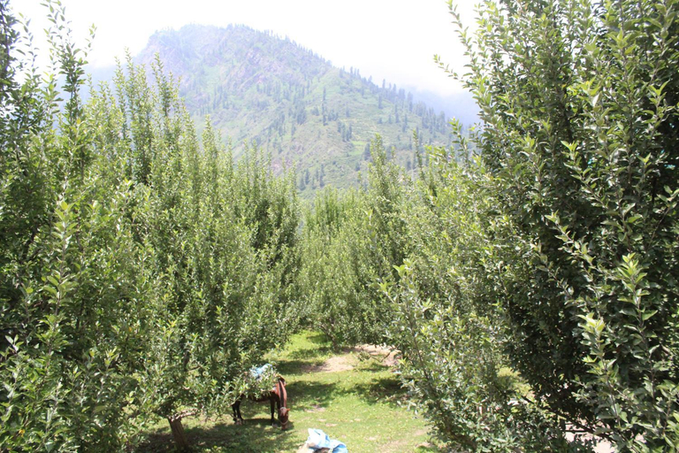 Others 5, Manu Cottage, Kullu