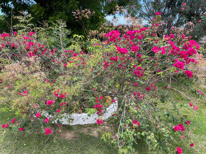 Garden 5, Little Shaw Park Guest House