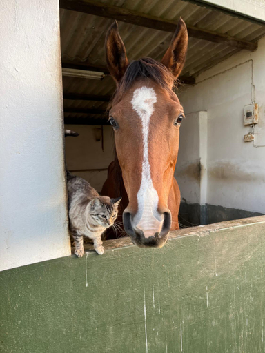Others 2, Lamb’s Inn, Overberg